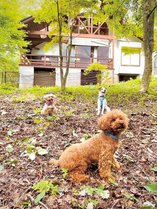 �����x���B��FOREST&DOG�̎{�ݎʐ^3