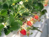 THE FARM �X���E�}�E���e�����c�̎{�ݎʐ^2