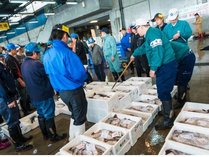 �y���Í`�����z���������ɏo���I�H�{�h�g1�E5�{�M���@���@�y���c�Y�z���ڑ�p�ϕt���v����