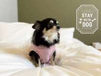 �ySTAY&nbsp;with&nbsp;DOG�z���������ƈꏏ�ɔ��܂낤�y���H�t�z�ꏏ�Ɍ������i�F���A�����ɂ���B