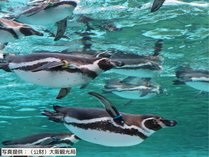 【ファミリーにおすすめ】小学生以下20%OFF!1泊3食飲み放題&天王寺動物園の入園引換券付き!