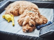 �y�b�g�t�����h���[�X�e�C�v����