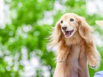 �y�y�b�g�Ɣ��܂�E���H�z�v�`�ʕt���I�����E���L�Ƃ������Ɉꏏ�ɔ��܂�Ĉ��S/2�H�t