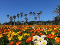 花の里 フローラルビレッジ名倉周辺宿からの現地情報 じゃらんnet