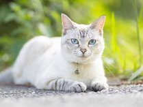 �y���V�����@�A�g�J�̊O�ώʐ^