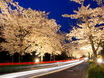 【４月】北桜通りのライトアップ。当館より徒歩1分で夜桜を楽しめます。