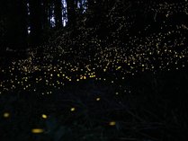 �k���@���F���̋G�@�����̂͂Ȃ̎{�ݎʐ^2