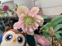 花巻温泉 バラ園周辺宿からの現地情報 じゃらんnet