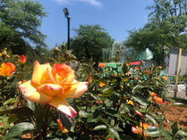 花巻温泉 バラ園周辺宿からの現地情報 じゃらんnet