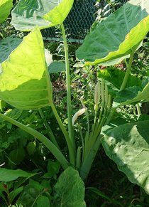 日曜市 高知県高知市 周辺宿からの現地情報 じゃらんnet