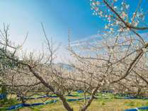 �O�����h�����L���[���a�̎R�݂Ȃ׃��]�[�g���X�p�̎{�ݎʐ^3