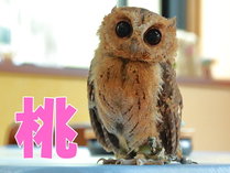 tNÊh@I[xWkق̊Oώʐ^