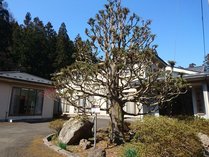 ���񂩂ˉ���̊O�ώʐ^