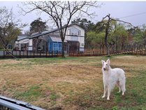 �y���V�����G���̊O�ώʐ^