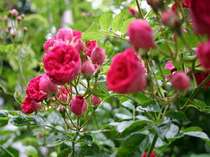 �y���V�����@�n���v�e�B�E�_���v�e�B�̎{�ݎʐ^3