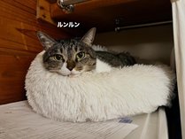 Lynx�i�����N�X�j�̎{�ݎʐ^2