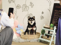 愛犬と泊まれる温泉宿　ゆるり西伊豆の施設写真3