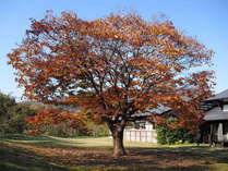 uȉh@-koase-̊Oώʐ^