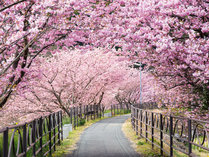 �^�S�̂����ĂȂ��@���_���h�V�@�T�̓��̎ʐ^