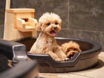 ���蔠��withDOGS�̎{�ݎʐ^3