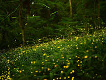 【ホタル舞う伊豆へ行こう！】幻想的で吸い込まれるような光を放つ初夏の風物詩のイメージ画像