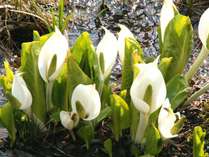 �p���V�I���@�x���l�[�W���̎{�ݎʐ^2