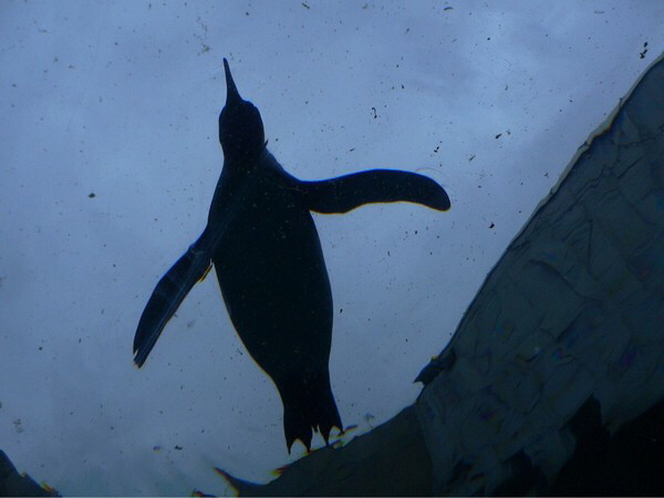 ���R������