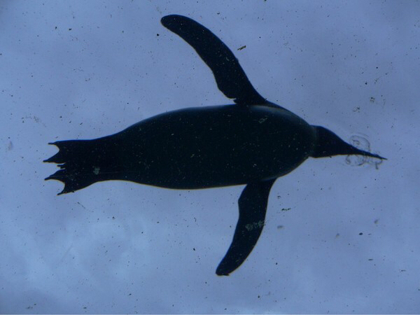 ���R������