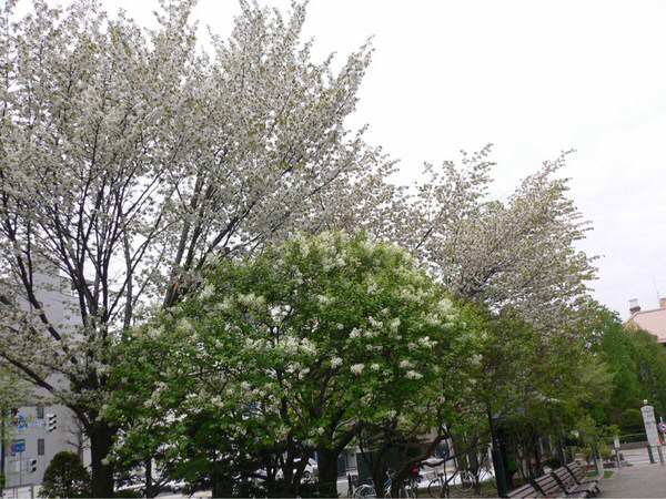 ��ʌ����̃��C���b�N