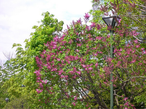 ��ʌ����̃��C���b�N