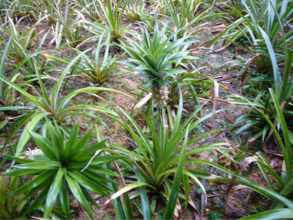 �p�C�i�b�v����