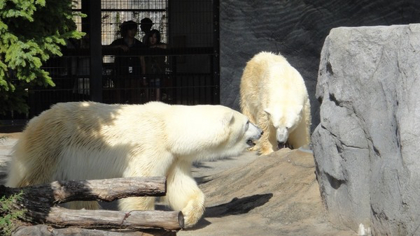 ���R������