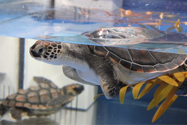 いおワールド かごしま水族館
