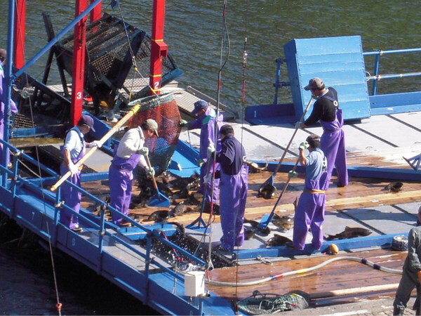 �T�P�̂ӂ邳�Ɛ�ΐ�����