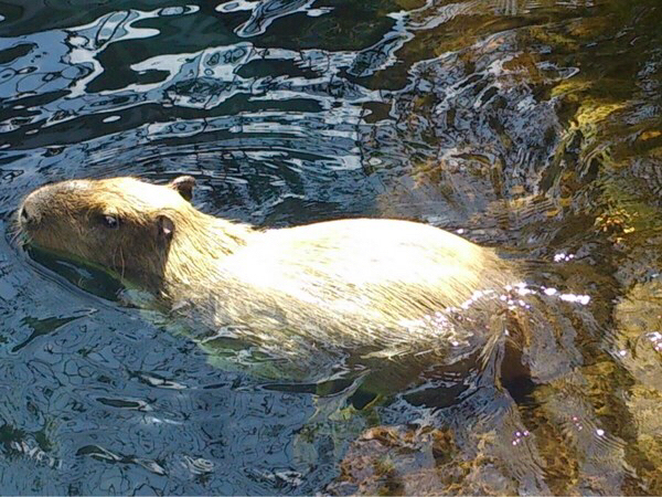 �Ȗ،��Ȃ����퐅�V��