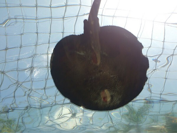 �Ȗ،��Ȃ����퐅�V��