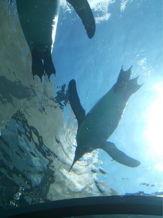 ���R������