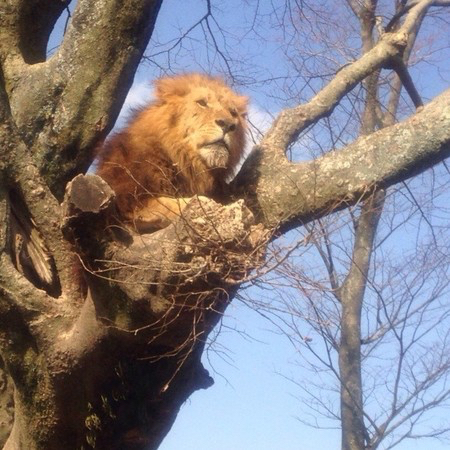 九州自然動物公園アフリカンサファリの写真一覧 じゃらんnet