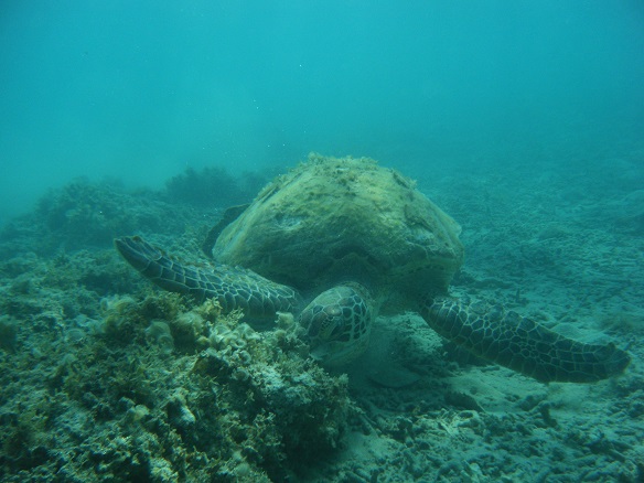 �n�Îu�v�r�[�`