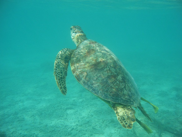 �n�Îu�v�r�[�`