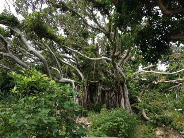 �R�̒����E�y��