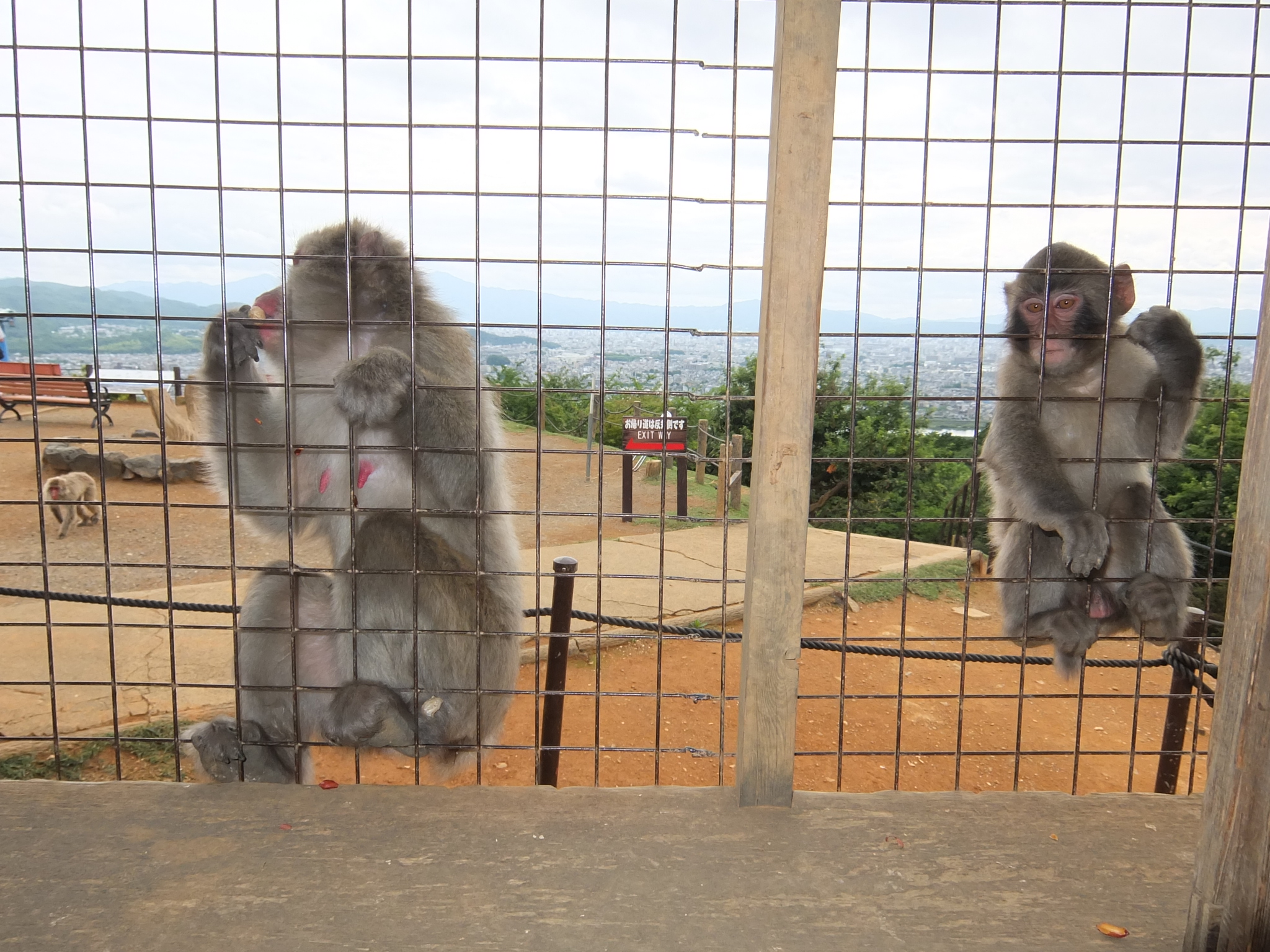 嵐山モンキーパークいわたやまの写真一覧 3ページ目 じゃらんnet