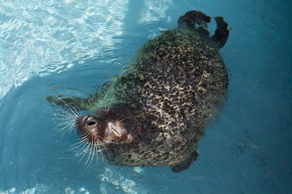 ���R������