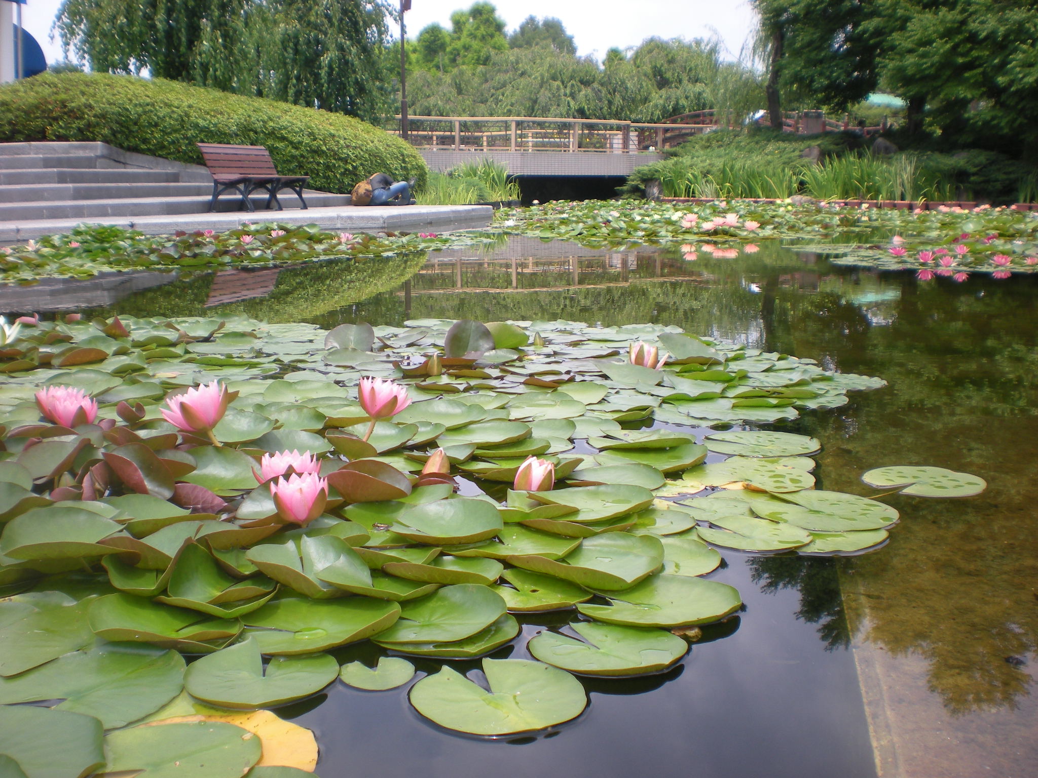 水生植物公園みずの森の写真一覧 じゃらんnet