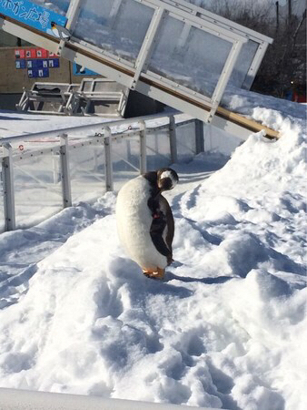 ���R������