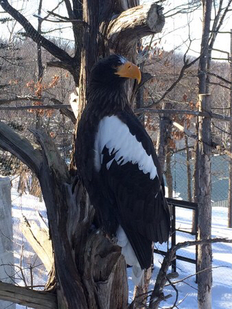 ���R������