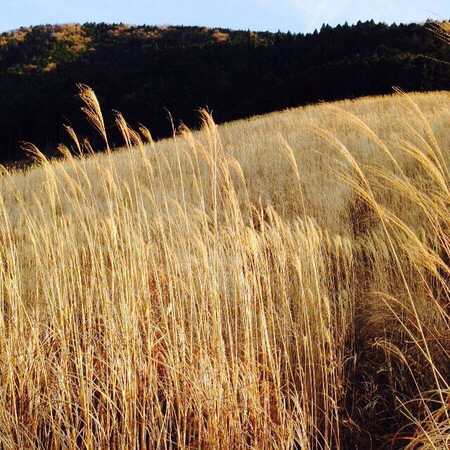 ��Ό�����