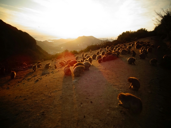 ���������q�k���R�������@�����̍�