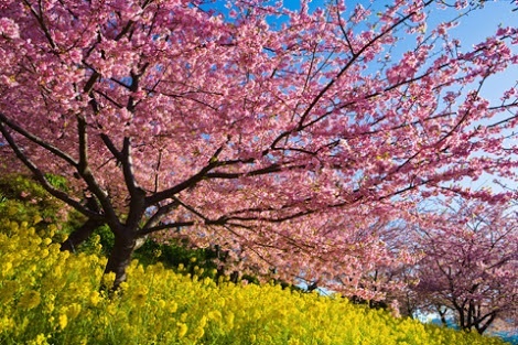 河津桜の写真一覧 じゃらんnet