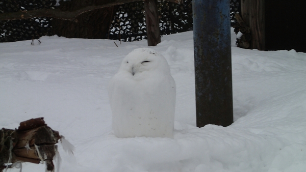 ���R������